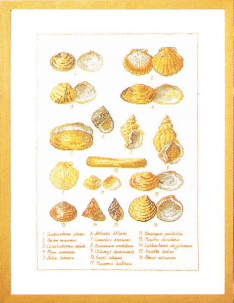 Broderikit Muslingeskaller 41 x 56 cm 5676